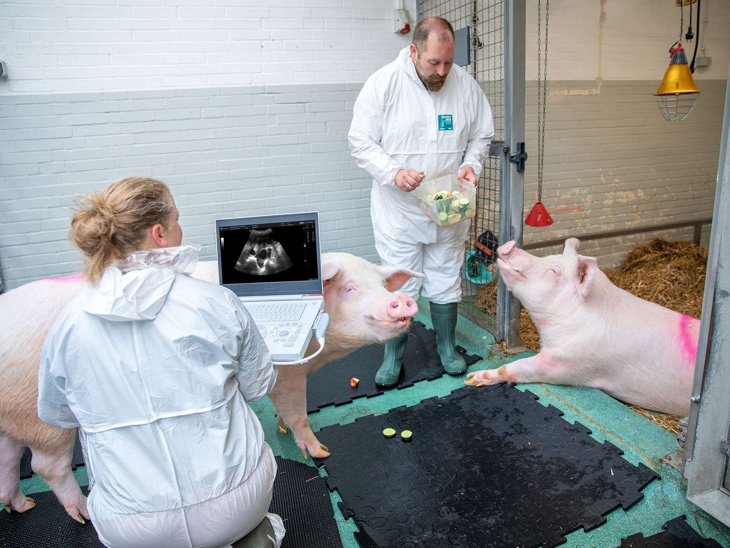 Neue Perspektiven für die Xenotransplantation